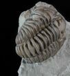 Flexicalymene Trilobite In Shale - Ohio #52672-4